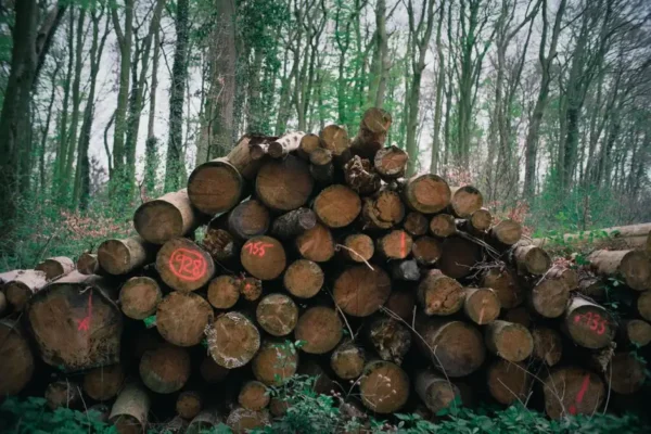 Ważna informacja dla właścicieli lasów w powiecie łowickim: zmiany w cechowaniu drewna od 3 sierpnia