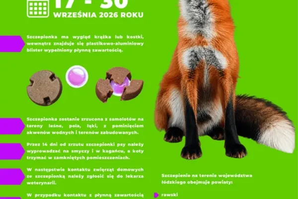 Jesienna akcja szczepienia lisów przeciw wściekliźnie w gminie Domaniewice