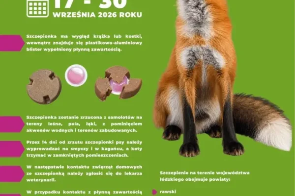Jesienna akcja szczepienia lisów przeciwko wściekliźnie w 2026 roku